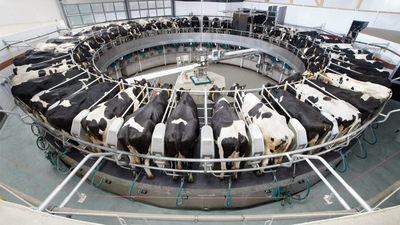Оборудование GEA для молочного животноводства